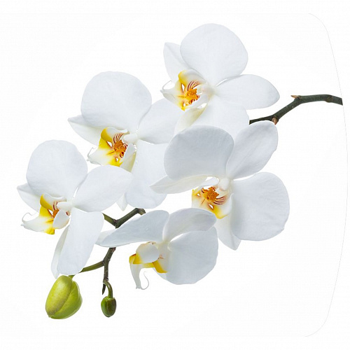 Стол обеденный раздвижной белый/Орхидея